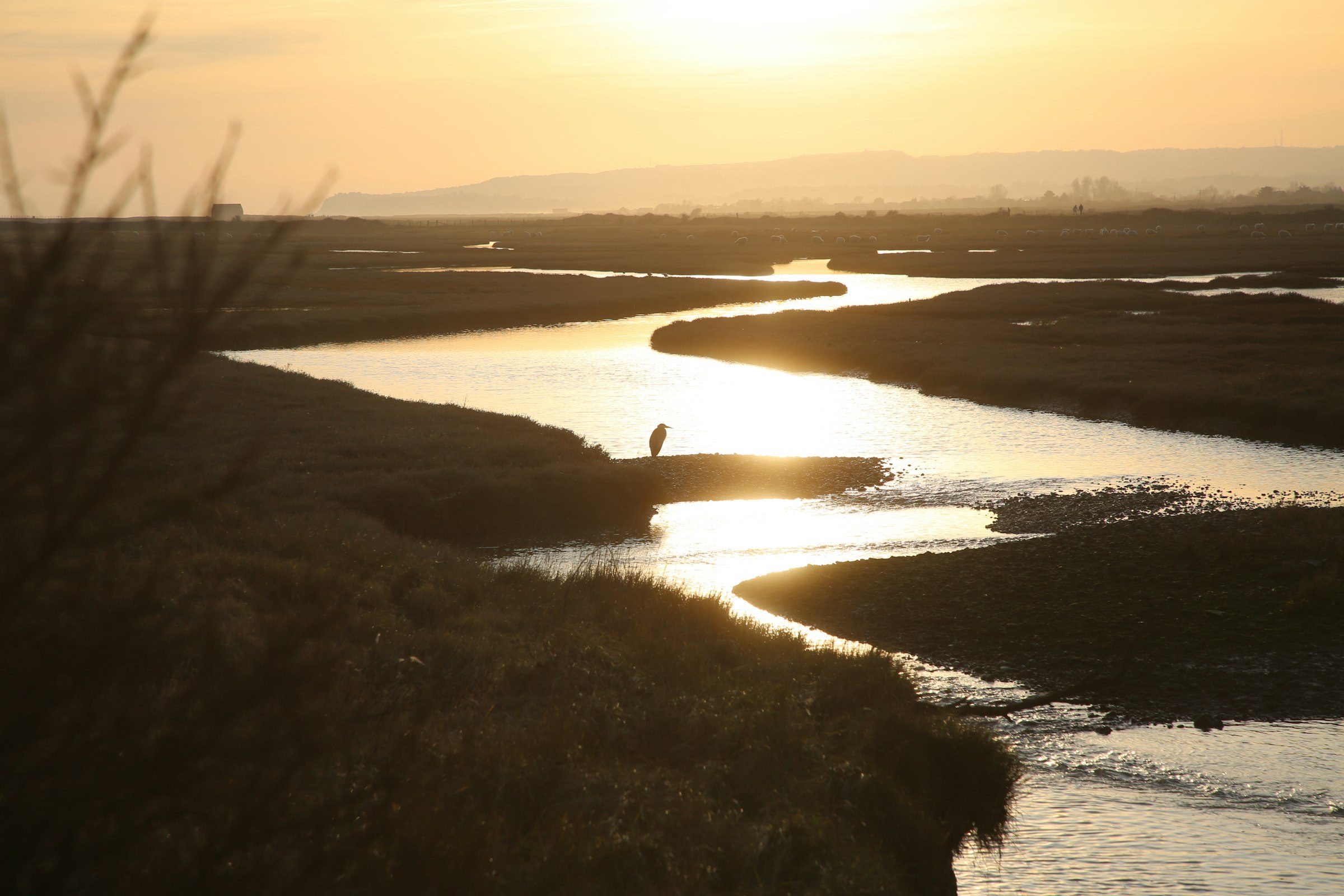 Salt marsh and shallow water on the Big Bend coast at dusk