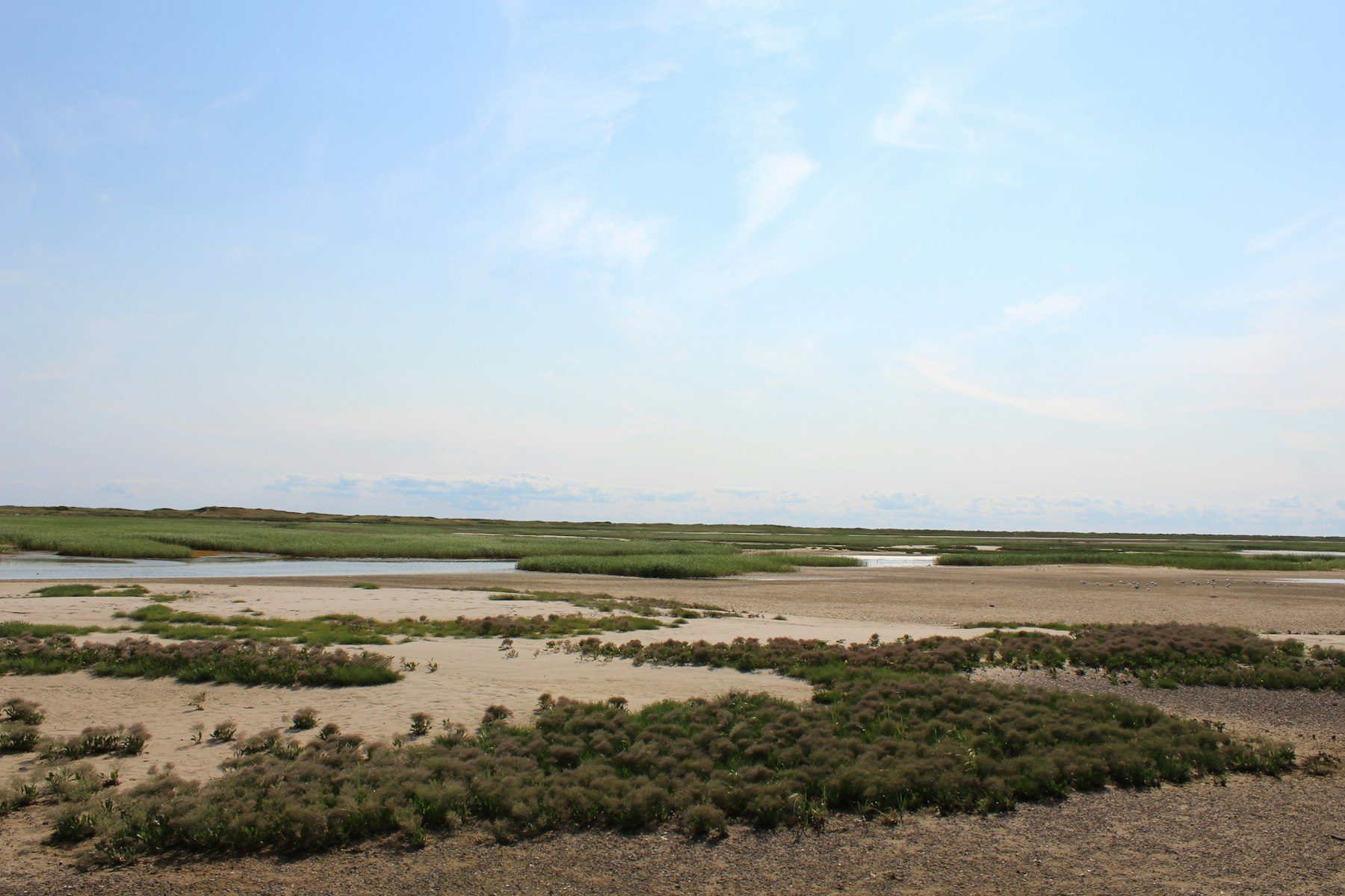 Tidal creeks and salt marsh on the Big Bend coast